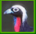Black-fronted Piping-guan